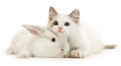 猫和兔子闺蜜头像