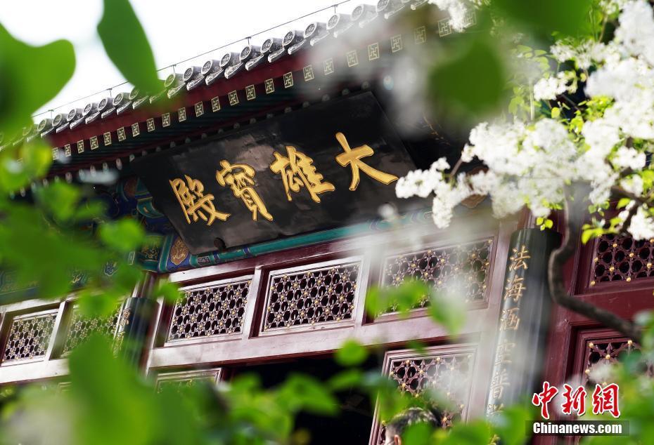 4月12日,北京法源寺数十株大大小小的丁香盛开,使北京法源寺这座千年