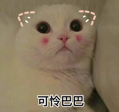 小可爱登场表情包