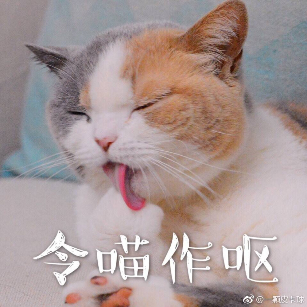 猫表情包令猫作呕