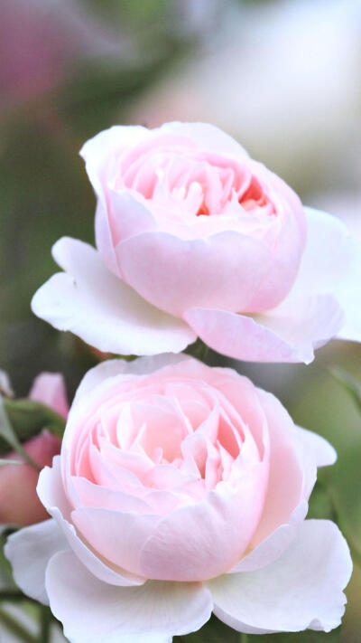 粉色月季花