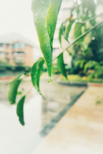 雨天,春天,学校里