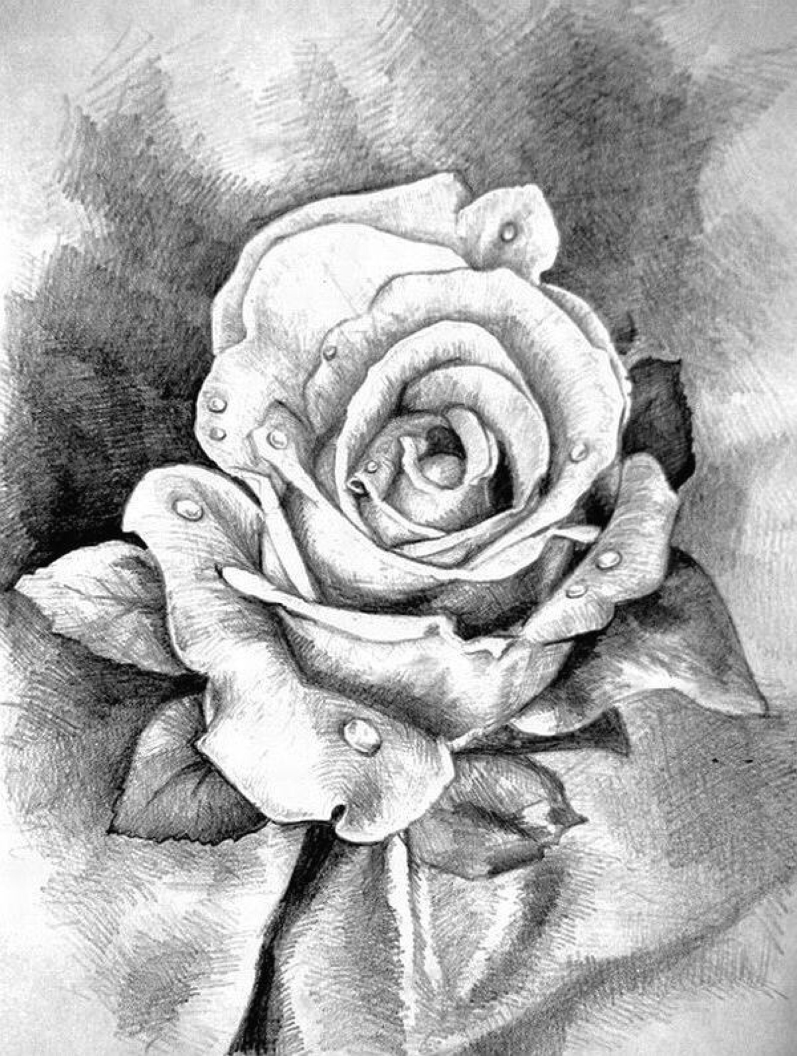 画画过程·素描·一朵玫瑰花的诞生 - 知乎