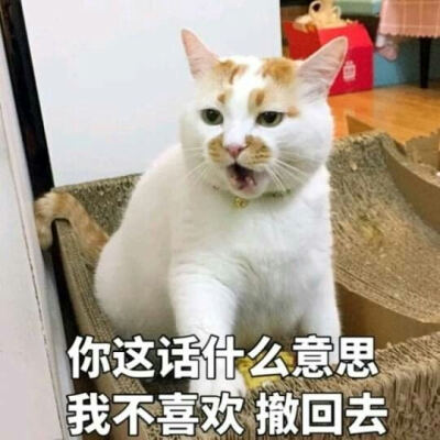 小动物表情包