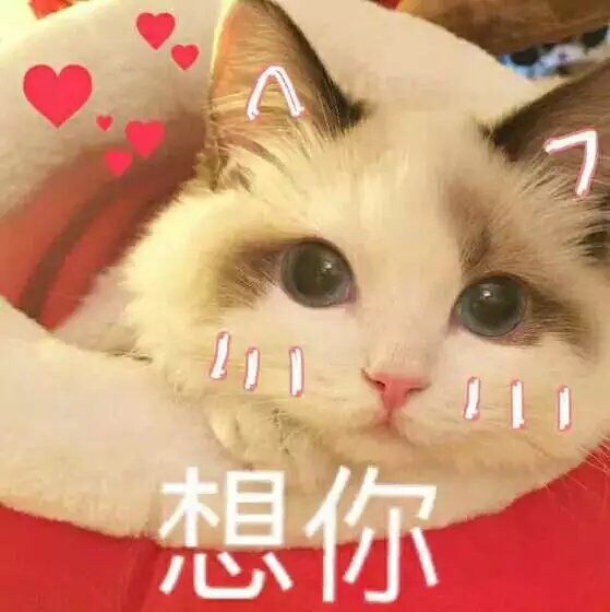 小动物表情包