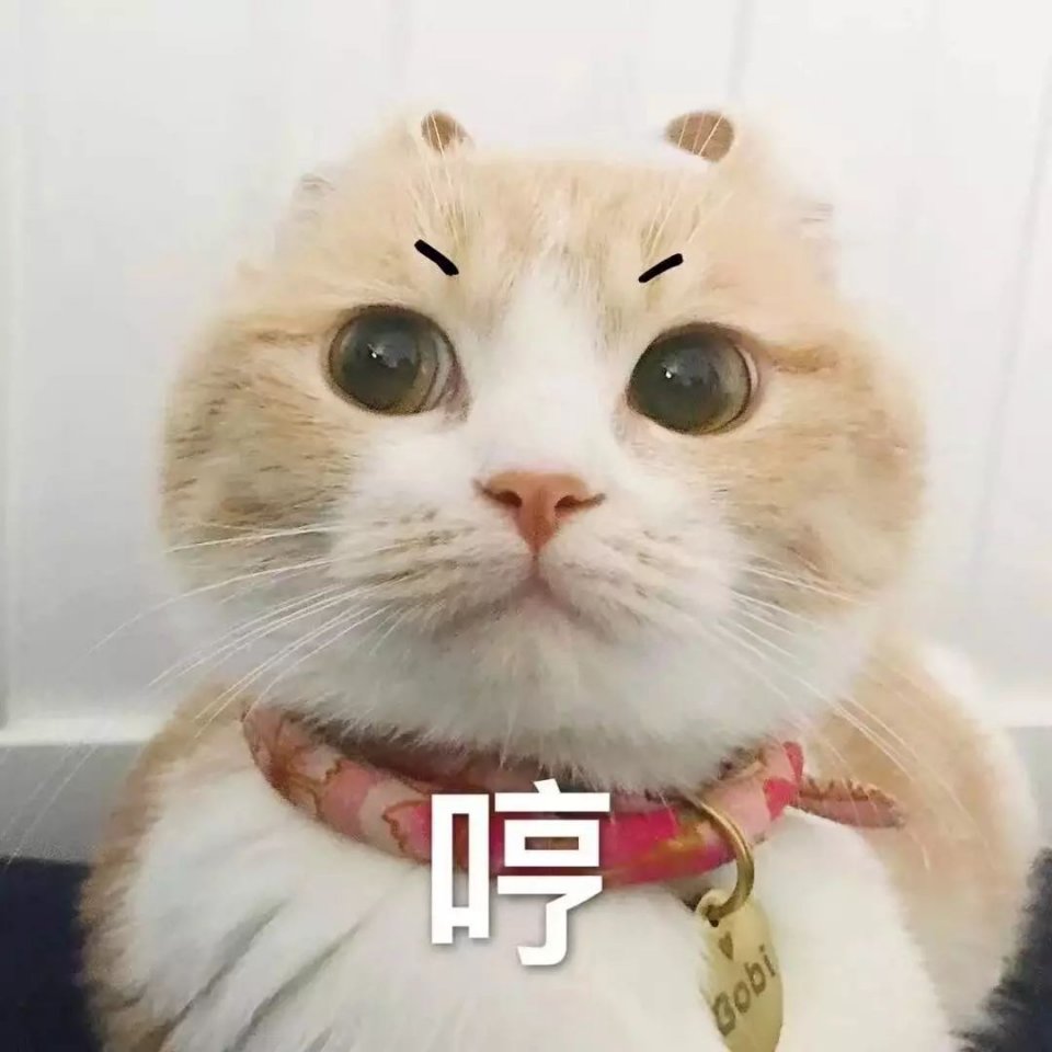 猫咪表情包