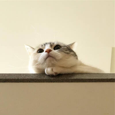 铲屎官 吸猫 云养猫 萌 软萌 小可爱 超萌 爱宠 宠物 萌宠 肥橘 大橘