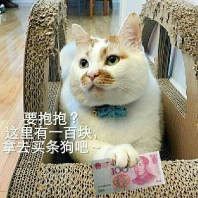 小猫咪表情包可爱