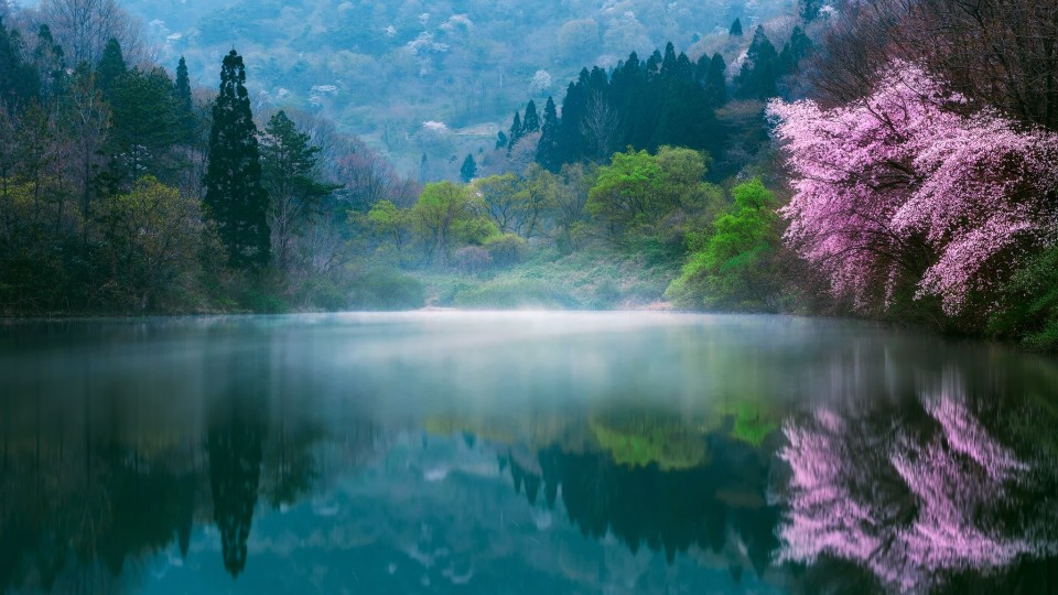 日本樱花风景图片高清电脑桌面壁纸