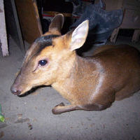 野生森林