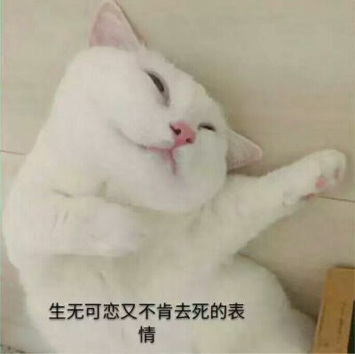 猫咪表情包