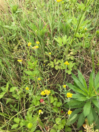 水银花