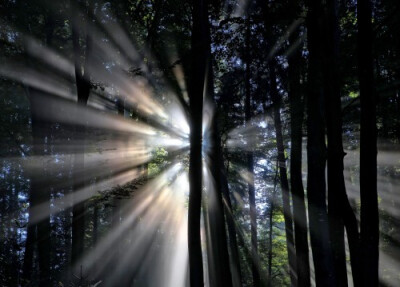 太阳光穿过树林图片阳光穿过树林,折射出了许许多多的光线,比较刺眼.