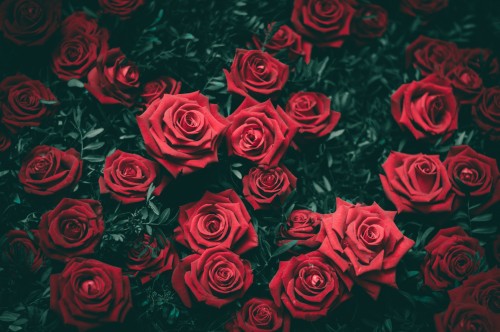 红玫瑰高清图片玫瑰又称蔷薇 蔷薇属的一 堆糖 美图壁纸兴趣社区