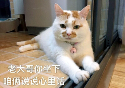 猫咪 肥猫 楼楼 歌词 可爱 表情包 谈心"老大哥你坐下 咱俩说说心里话