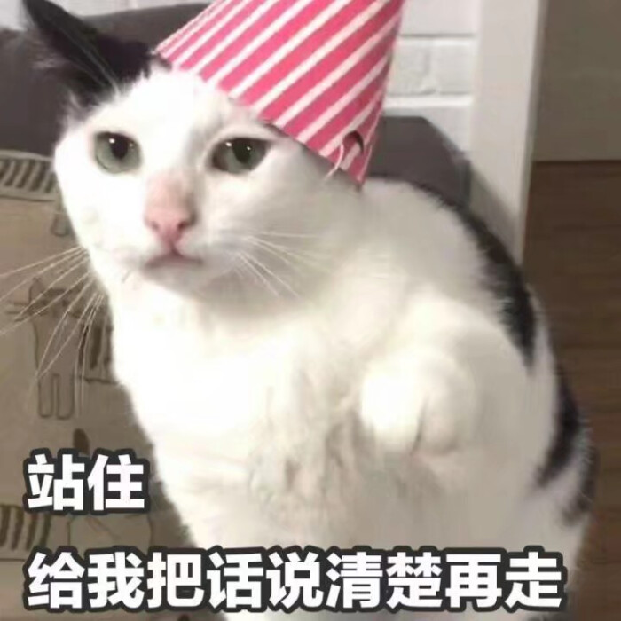 猫猫表情包