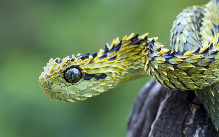 树蝰属(学名:atheris)是蛇亚目蝰蛇科蝰亚科下的一个有毒蛇属,仅分布