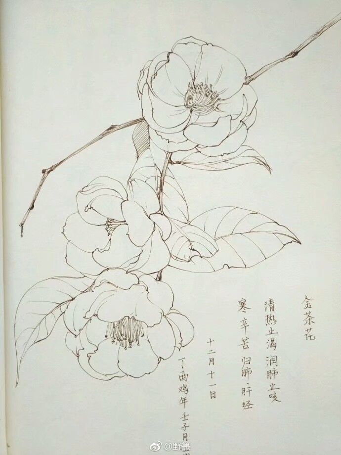 花卉线稿