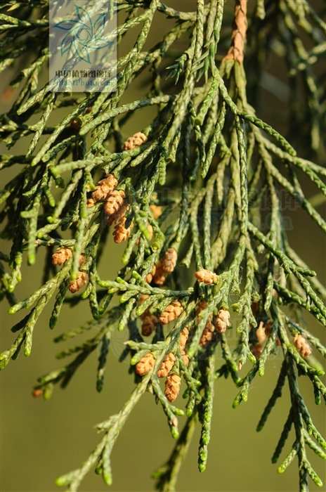 柏科cupressaceae >> 圆柏属 juniperus