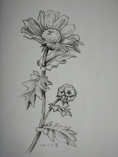 线描 儿童画 创意 装饰画 水彩笔 彩色 黑白 花瓶 写生 速写 花卉