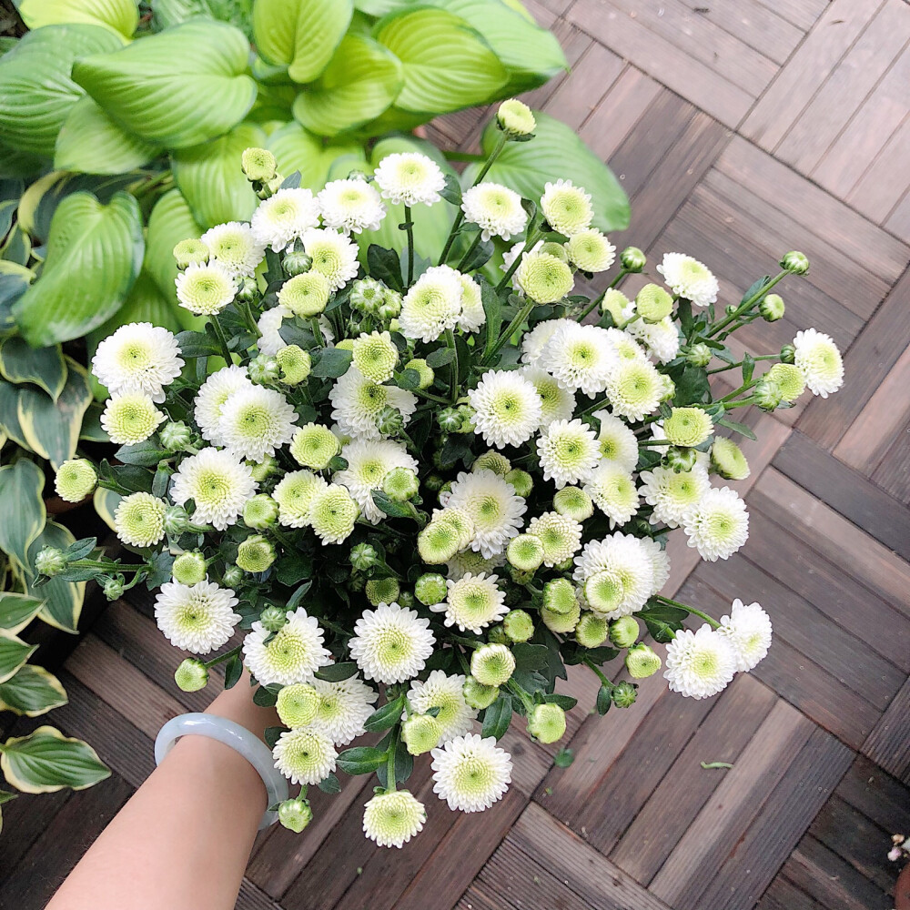 白色小菊