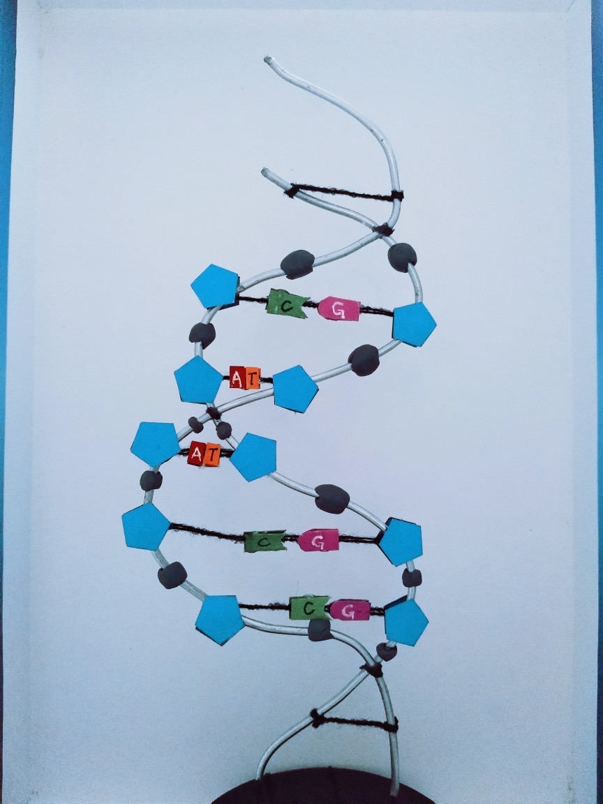 dna分子双螺旋结构