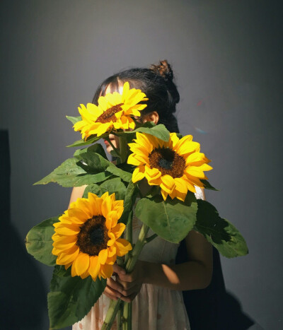 花,向日葵,小雏菊