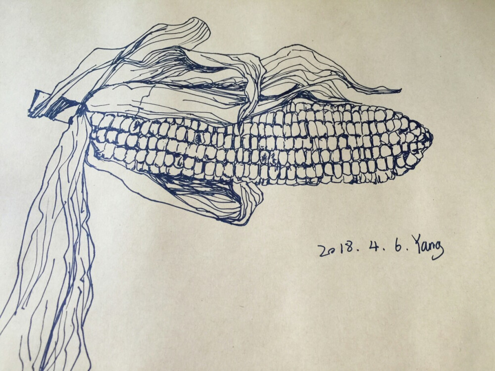 线描儿童画速写静物玉米写生