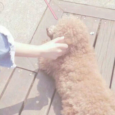 情侣 头像 情头 女孩和狗