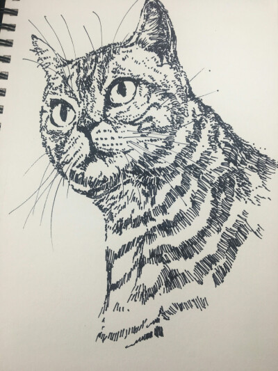 线描 装饰画 儿童画 黑白 写生 动物 猫狗 花卉 盆栽 豹子 鸟雀