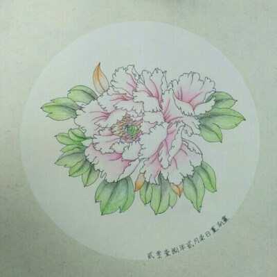 《彩铅画》唯有牡丹真国色,花开时节动京城.