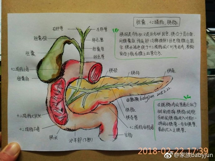 医学手绘,医学插画,医学美图