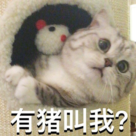 萌宠 猫 表情包 萌 可爱