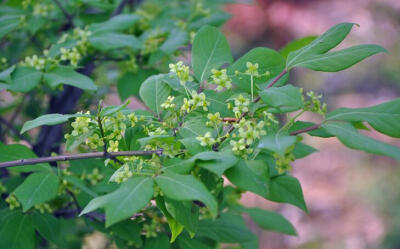 >卫矛科 celastraceae>卫矛属 euonymus 西南卫矛 euonymus