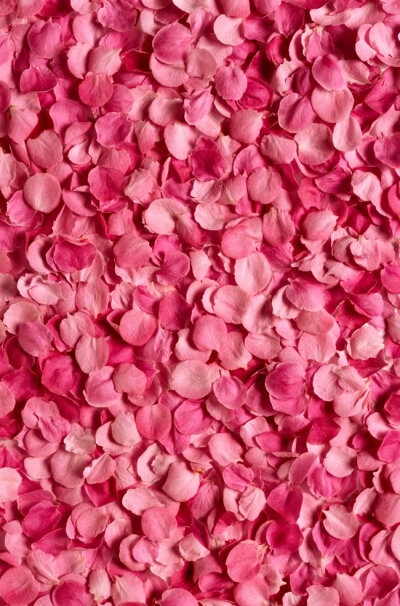 粉色玫瑰花花瓣图片