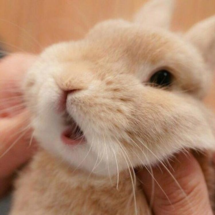 可爱动物头像:荷兰兔系列