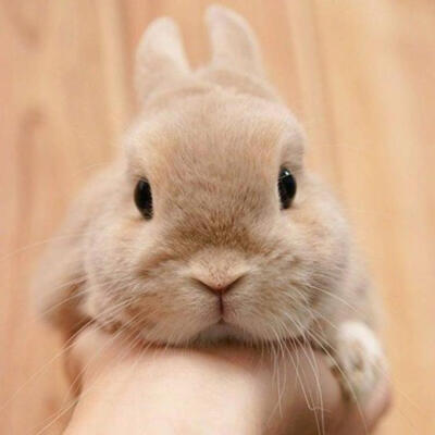 可爱动物头像:荷兰兔系列超萌宠物