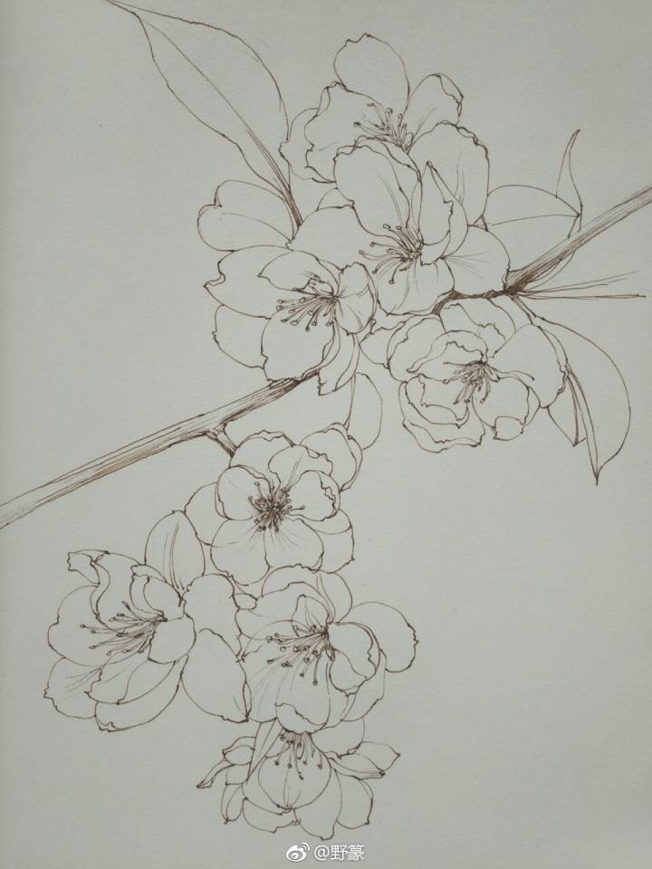 手绘花卉