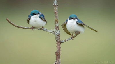 双色树燕(tachycineta bicolor,英文名:tree swallow)是燕科树燕属的