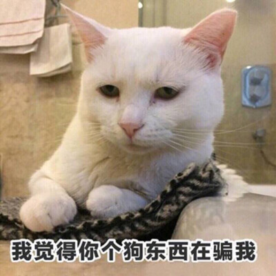 猫咪表情包