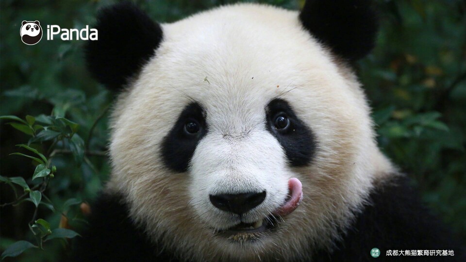 熊猫 卖萌吐小舌头的"福顺"