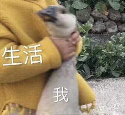 超级好看的表情包 全都是自己在用的长期更小哥哥小姐姐们动动小爪