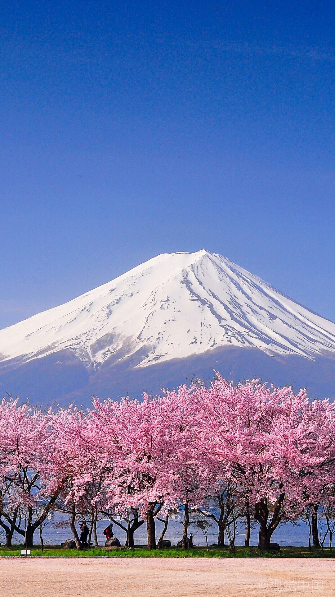 【赏樱】富士山下樱花开_八大洲旅游