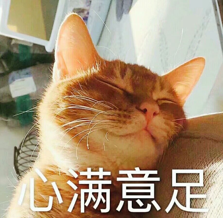 猫咪表情包