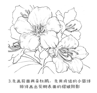 杜鹃花线绘