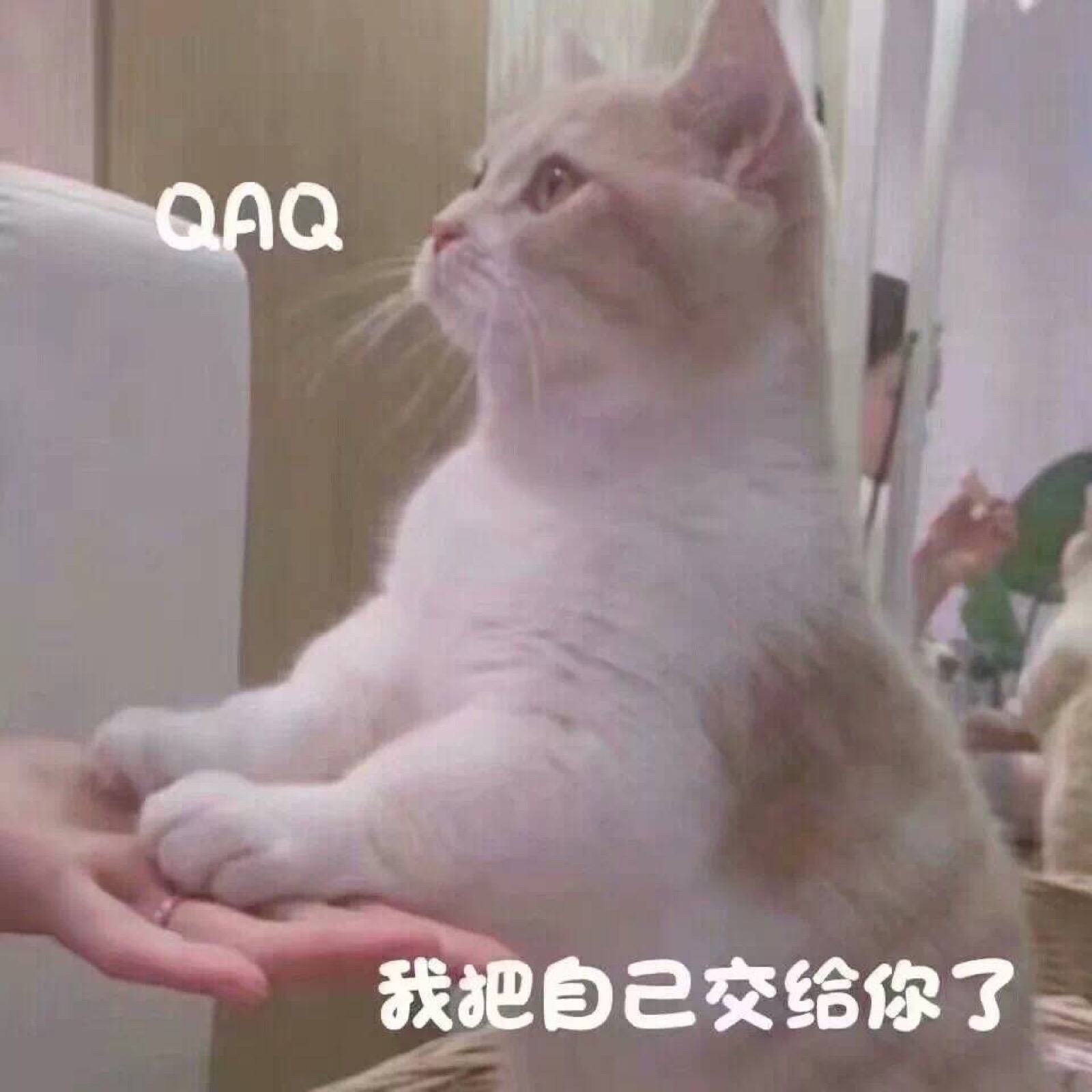 乱七八糟来源 不要介意 随便用 个人爱好啦表情包吗 喵喵 宠物 猫猫