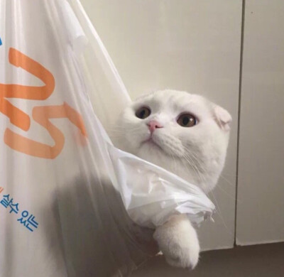 猫咪情头
