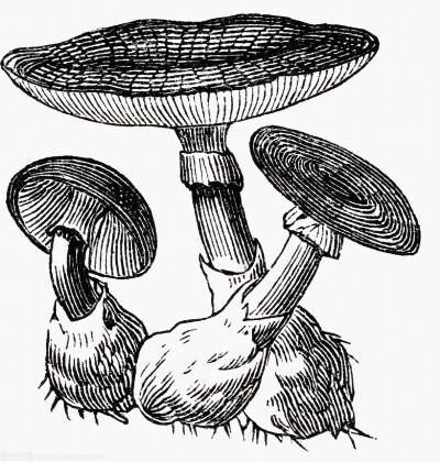 复古插画 蘑菇插画 蘑菇图鉴