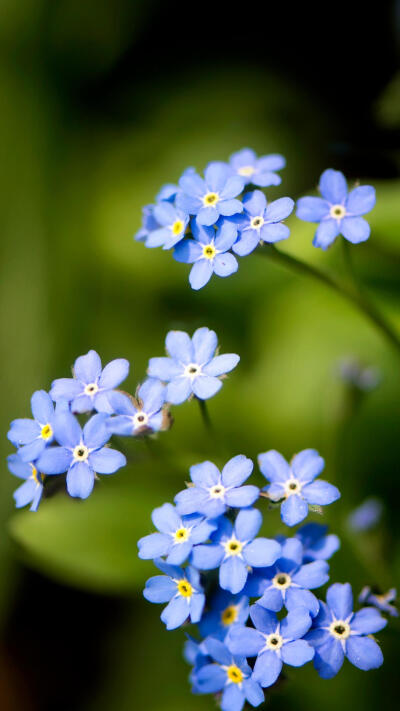 勿忘我开有浅蓝色的小花,花语是永恒的爱,永不变的心和永远的回忆.