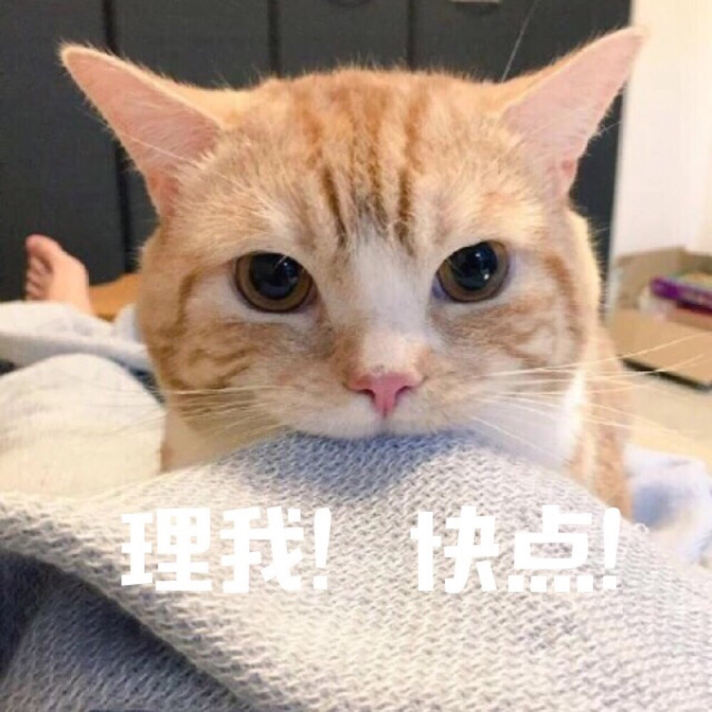 猫咪表情包